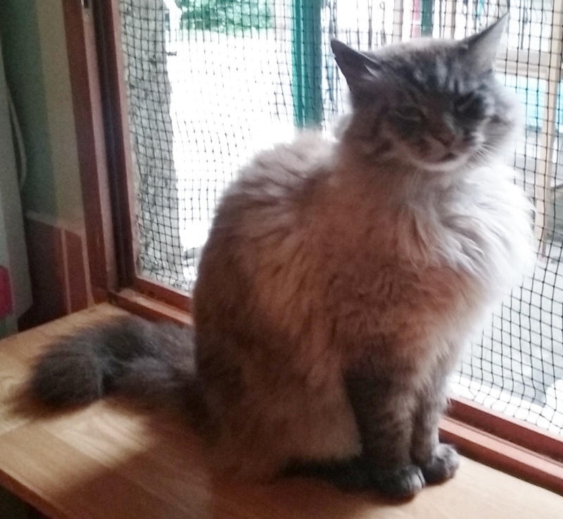 MOOGLY, xbirman (05/2010), Moineville 20150610