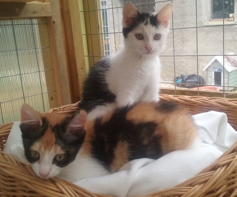 chatons - SOS ANIMAUX MOINEVILLE : nos chatons à l'adoption au 19/07/2015 20150715