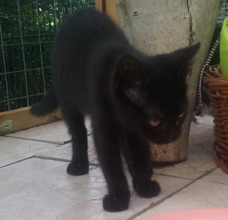 chatons - SOS ANIMAUX MOINEVILLE : nos chatons à l'adoption au 19/07/2015 20150716