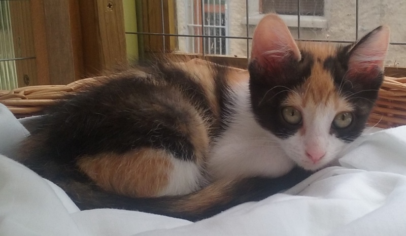 chatons - SOS ANIMAUX MOINEVILLE : nos chatons à l'adoption au 19/07/2015 20150718