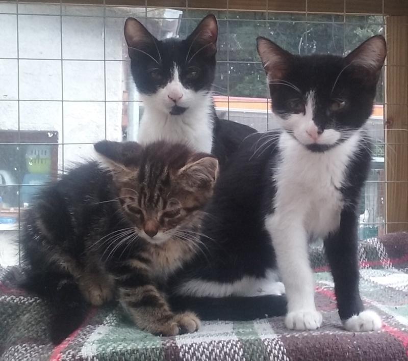 chatons - SOS ANIMAUX MOINEVILLE : nos chatons à l'adoption au 19/07/2015 20150719