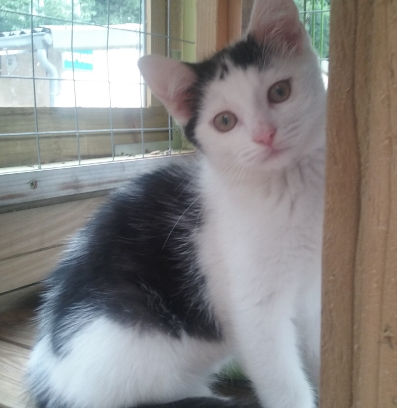 chatons - SOS ANIMAUX MOINEVILLE : nos chatons à l'adoption au 19/07/2015 20150720