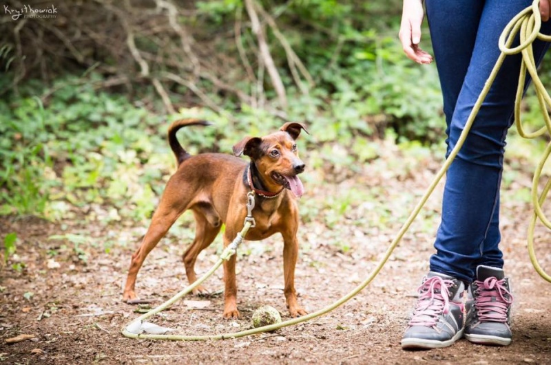 LOUPIAU, xpinscher (2011), Moineville Loupia12