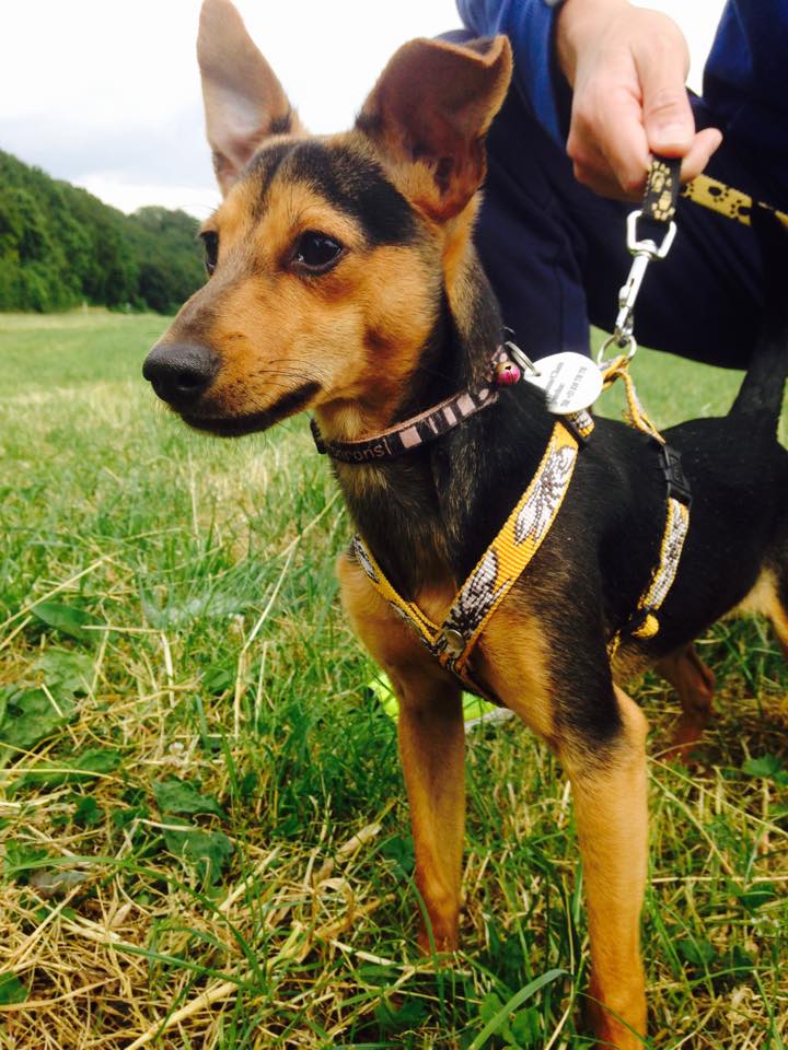 SPECULOS, xPINSCHER (08/2014), Moineville Specul10