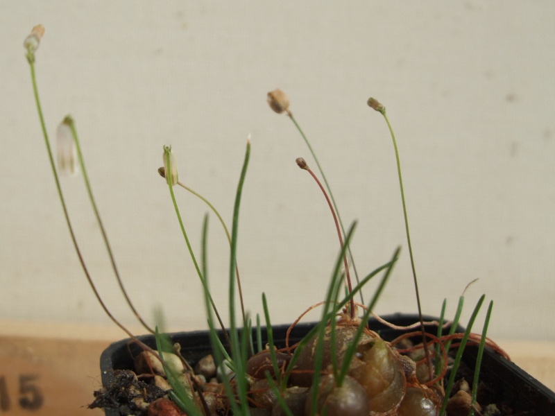 Drimia uniflora Knospe10