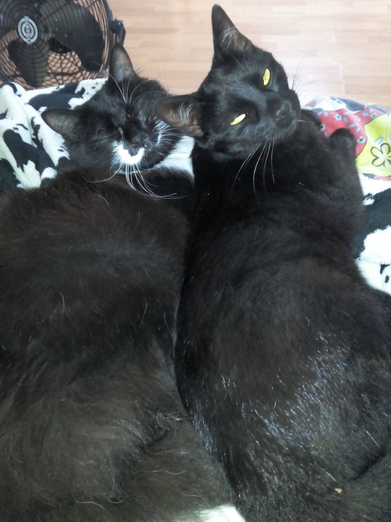 Mes beautés: 1+1+1+... = 6 !! <3 - Page 3 Att_1410
