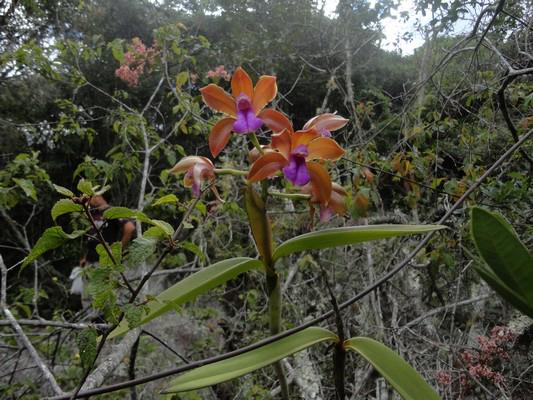 Cattleya bicolor ('Colibri' x self) 10013310