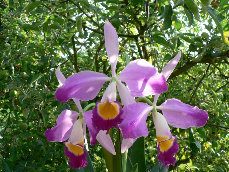 Cattleya wallisii ( eldorado ) Cattle26