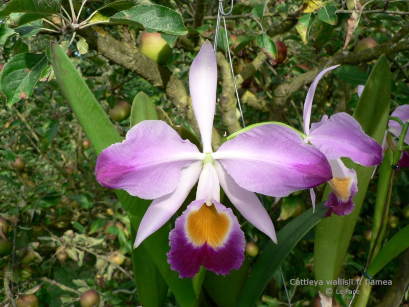 Cattleya wallisii ( eldorado ) f. flamea  Cattle35