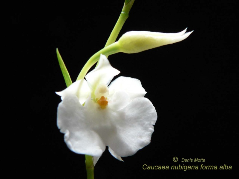 Caucaea nubigena f. alba Caucae12