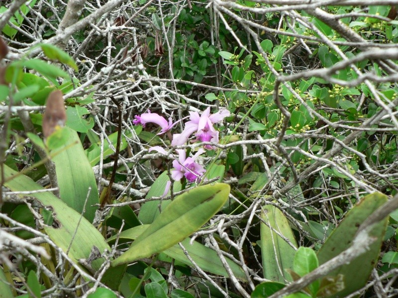 Identifier les formes dans Cattleya intermedia  P1070310