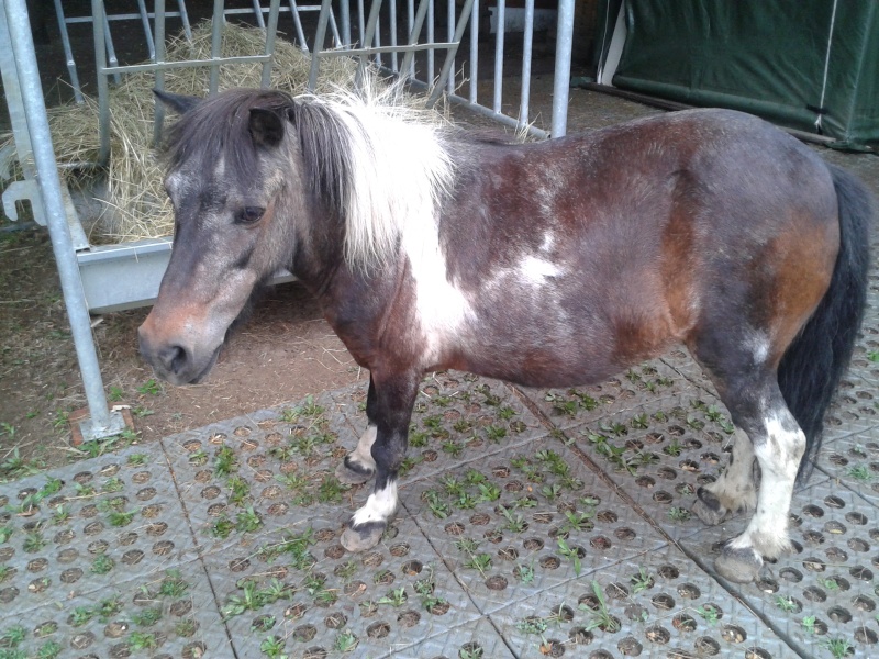 PRUNELLE - ONC poney née en 1986  - adoptée en octobre 2012 par Prosper - Page 4 2015-011