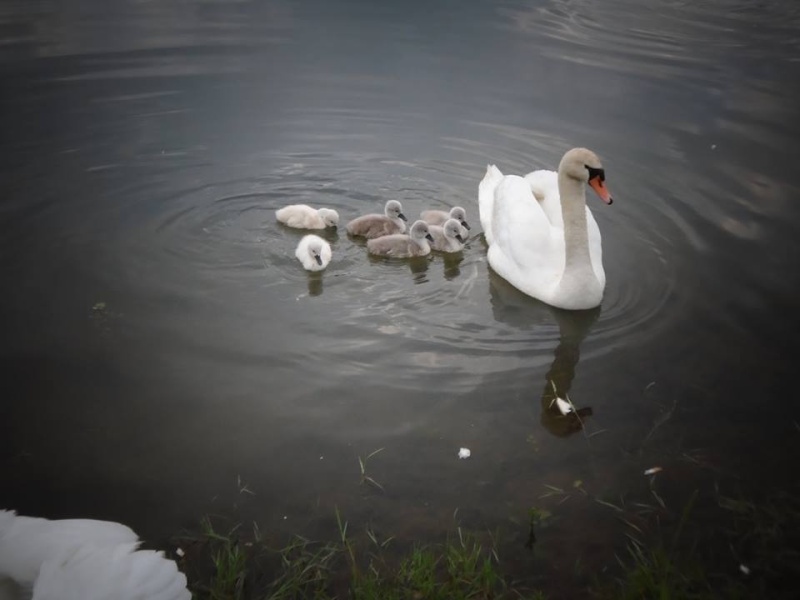 Cygnes detention - Réglementation sur la détention du cygne tuberculé 11540810