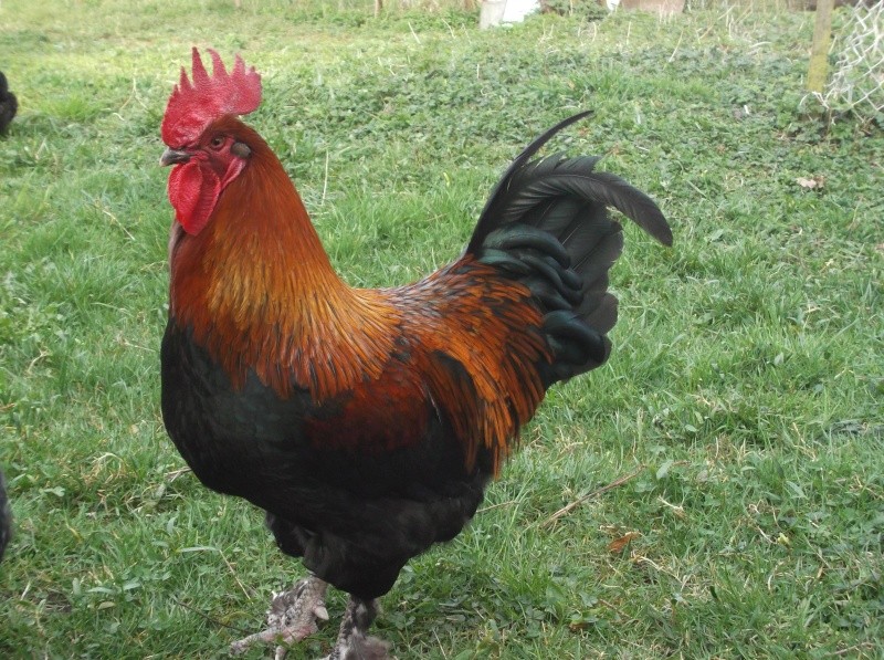 Mon coq et ses poules Marans Noirs Cuivrés Coco110