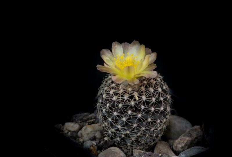 fleurs de cactus et  Aizoaceae au fil des saisons (I)  - Page 30 Sans_104