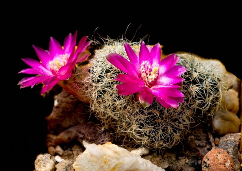 fleurs de cactus et  Aizoaceae au fil des saisons (I)  - Page 26 Sans_t26