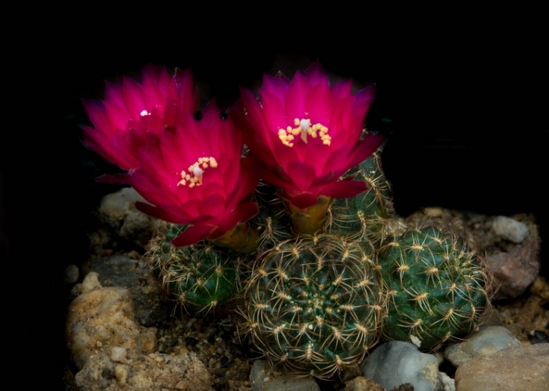 fleurs de cactus et  Aizoaceae au fil des saisons (I)  - Page 27 Sans_t33