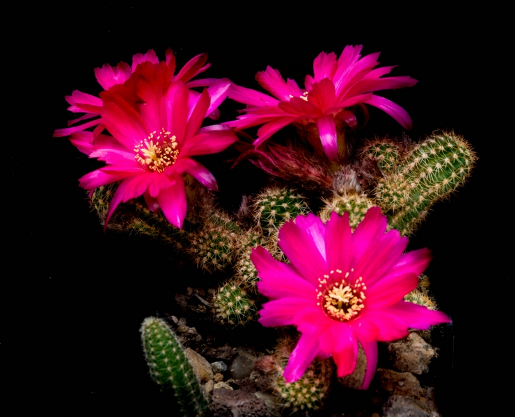 fleurs de cactus et  Aizoaceae au fil des saisons (I)  - Page 27 Sans_t40