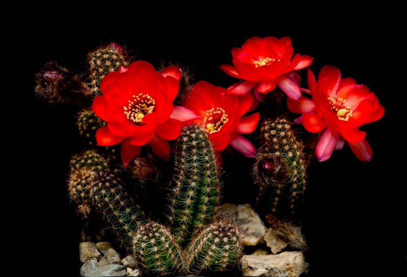 fleurs de cactus et  Aizoaceae au fil des saisons (I)  - Page 27 Sans_t43