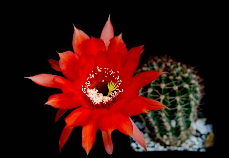 fleurs de cactus et  Aizoaceae au fil des saisons (I)  - Page 29 Sans_t80