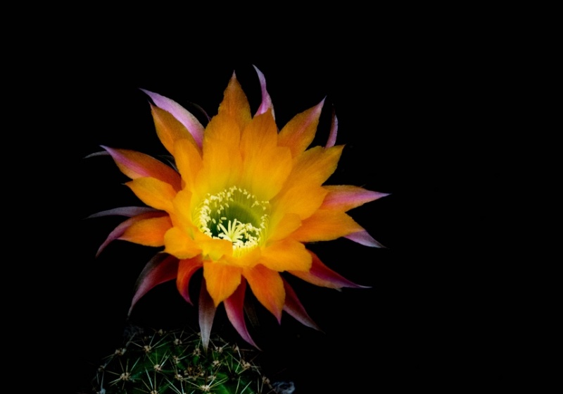 fleurs de cactus et  Aizoaceae au fil des saisons (I)  - Page 30 Sans_t87