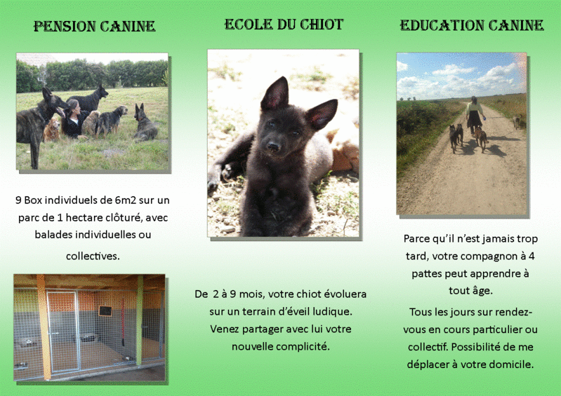 chiot - pension canine/education/ecole du chiot Flyers11