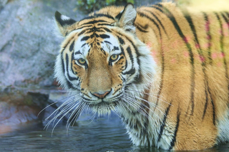 Amur Tiger - Page 9 Img_1310