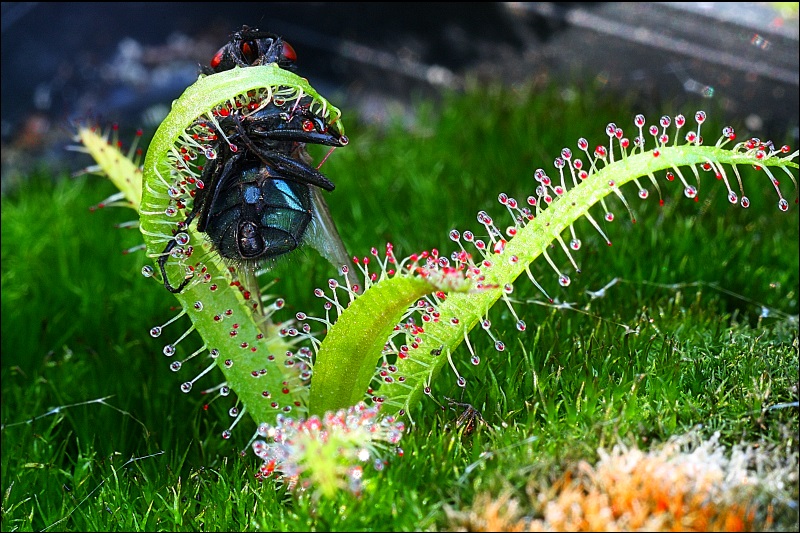 Karnivoren / insektenfangende Pflanzen Teil 1 - Seite 75 Droser10