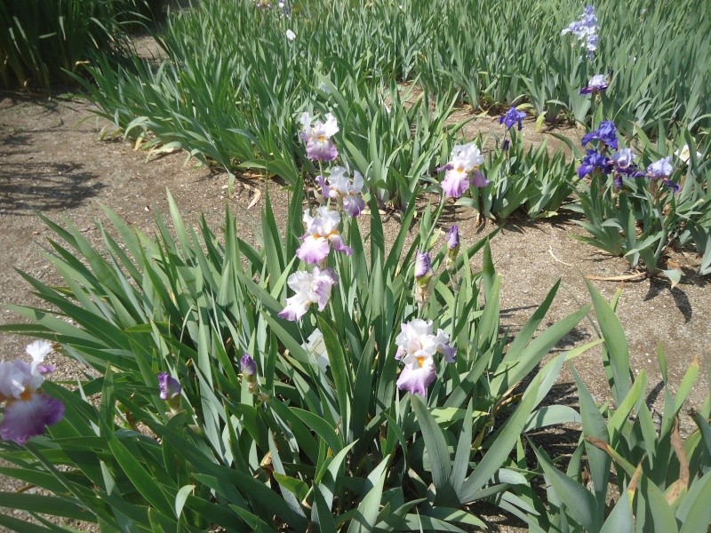 visite d un jardin d iris de thau  Dsc05021