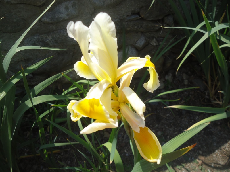 visite d un jardin d iris de thau  Dsc05022