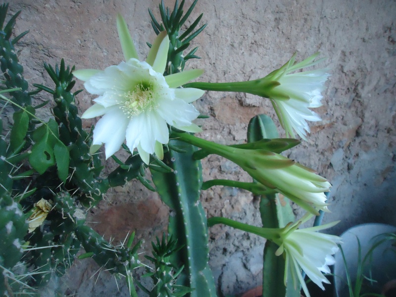 fleurs de cactus et  Aizoaceae au fil des saisons (I)  - Page 28 Dsc05241