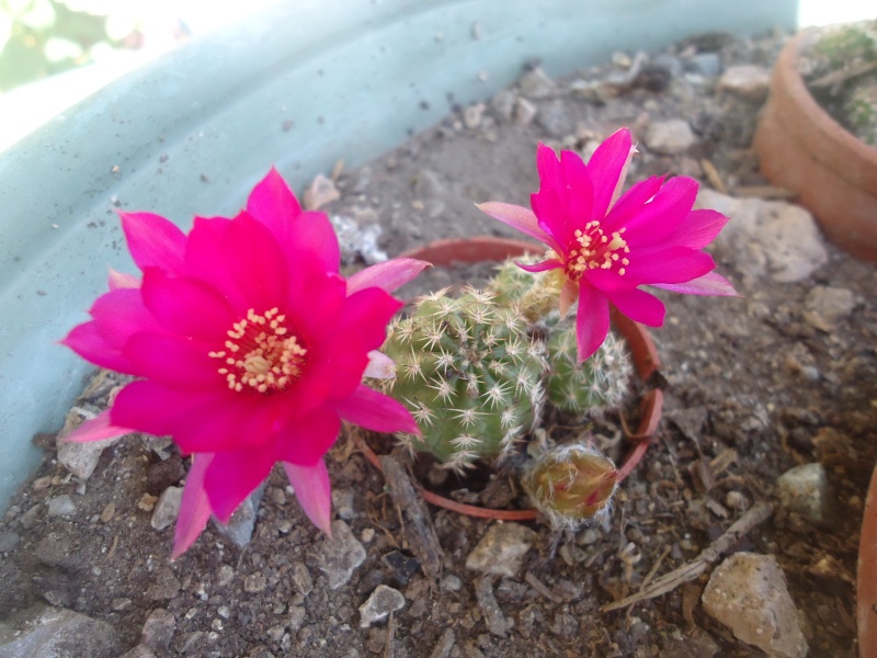 fleurs de cactus et  Aizoaceae au fil des saisons (I)  - Page 30 Dsc05326