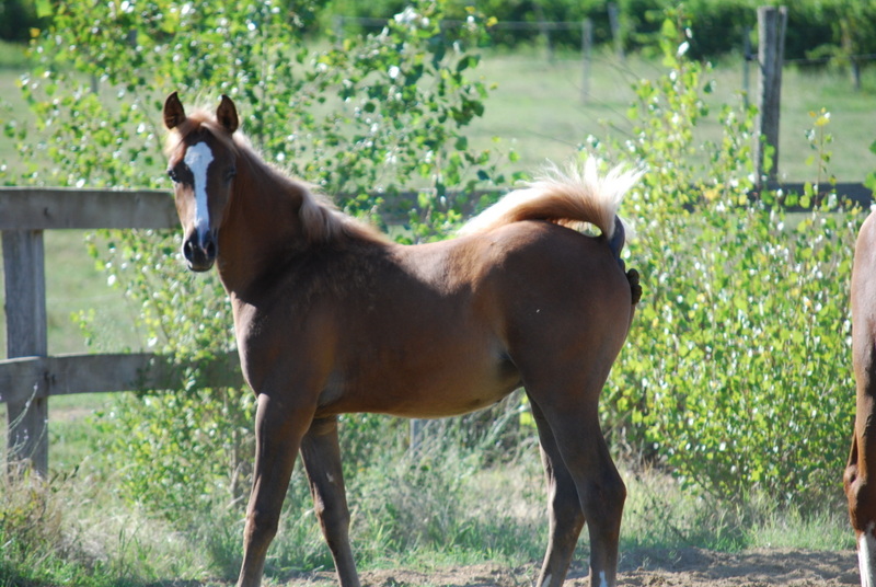 Marhok d'Alka ( Morhag x Louelouat Bouznika ) Dsc_0219