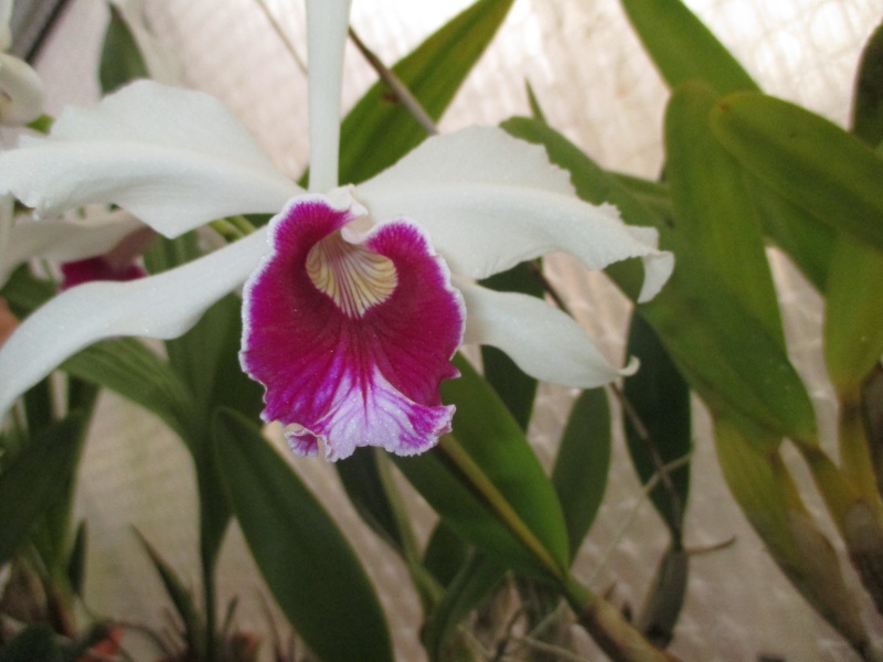 Cattleya (Laelia) Purpurata Img_2311