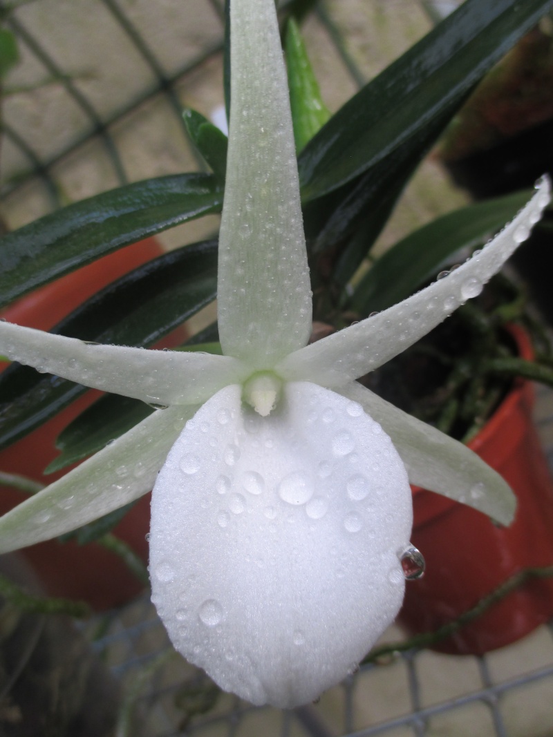 Angraecum didieri Img_2319