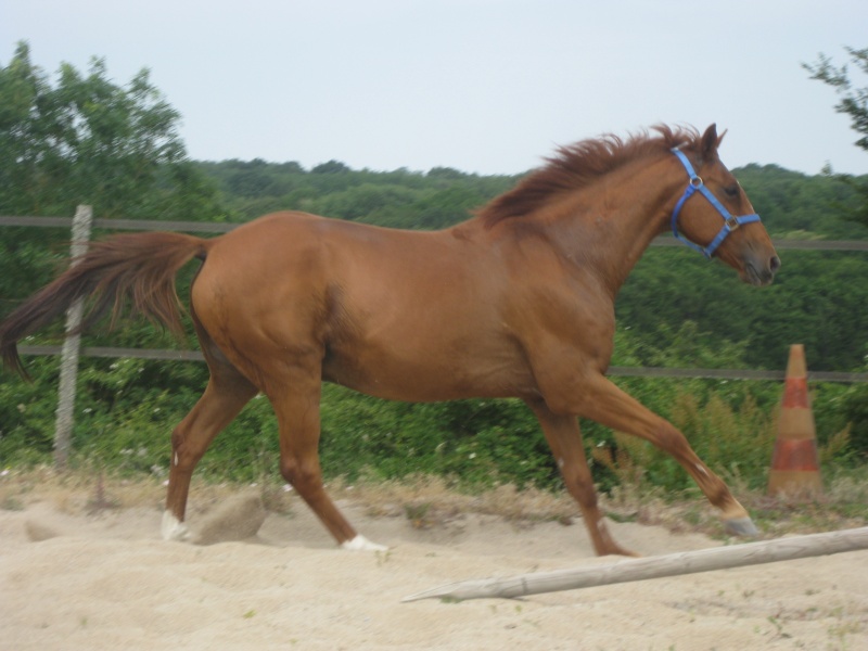 Cheval hongre polyvalent pour loisir Img_3110