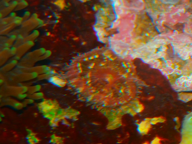 identification coraux P8211510