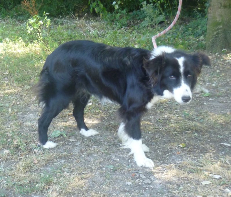 BLUE Border Collie 250269810680684 Blue10