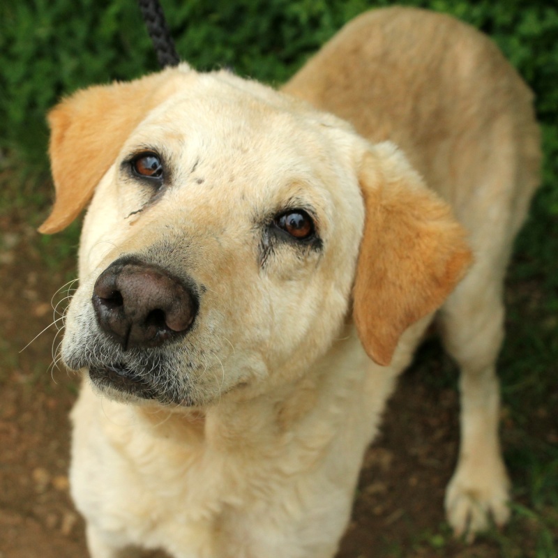 DONA x Labrador  sable 9 ans   -  en FA pour  SPA DE L' ANGOUMOIS A MORNAC  (16) Dona10