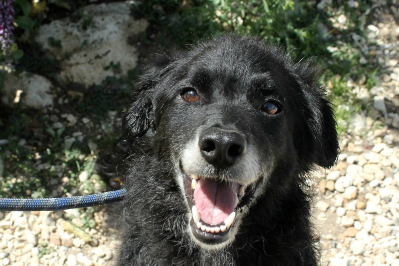 PONGO - x retriever 3 ans - Refuge de l'Angoumois à Mornac (16) Pongo311