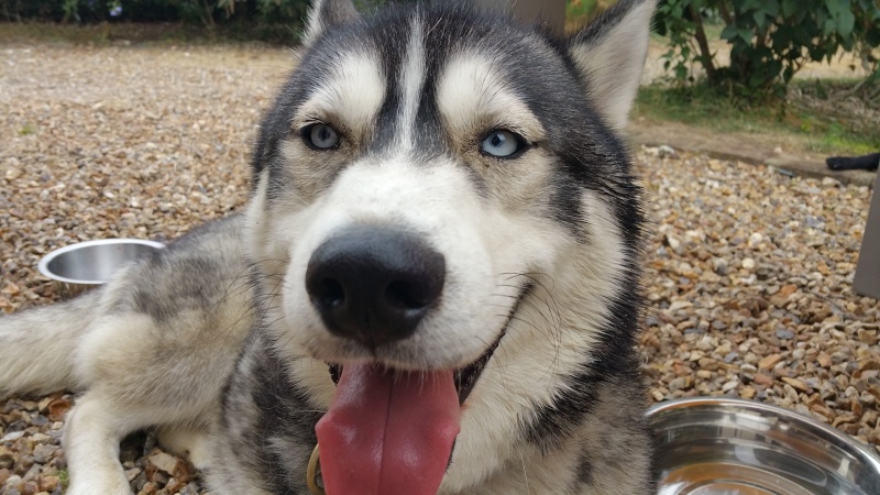 Thor, Husky LOF 2,5 ans PART27 20150710