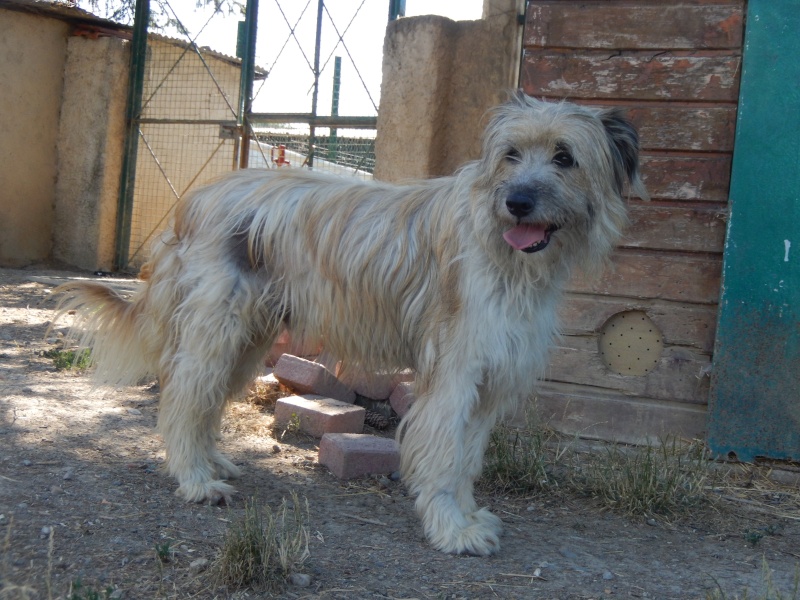 DARKA (mâle berger des Pyrénées) 1_dscn15