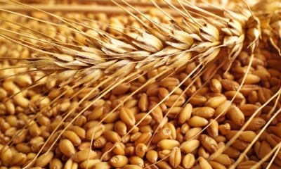 وزارة التموين : استيراد مصر من القمح انخفض بنسبة 30.3% 9e02f710