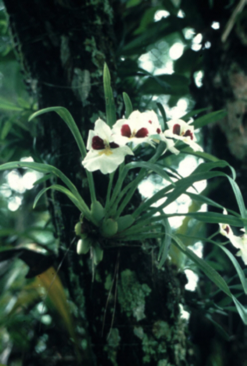 Miltoniopsis roezlii (syn. Miltonia roezlii) Milton13