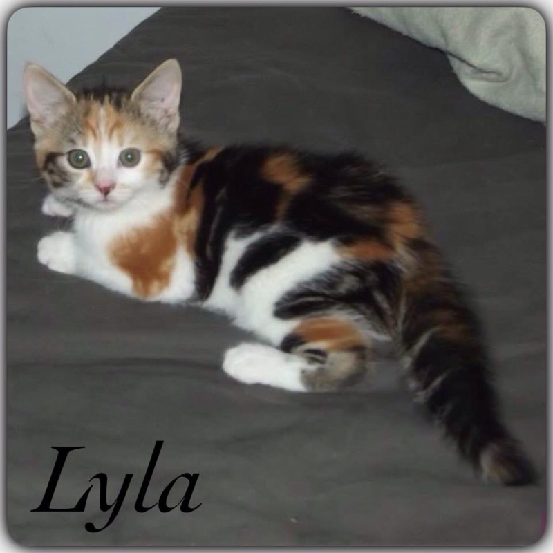 Lyla minette tricolore de 2 mois / Association croc blanc Lyla10
