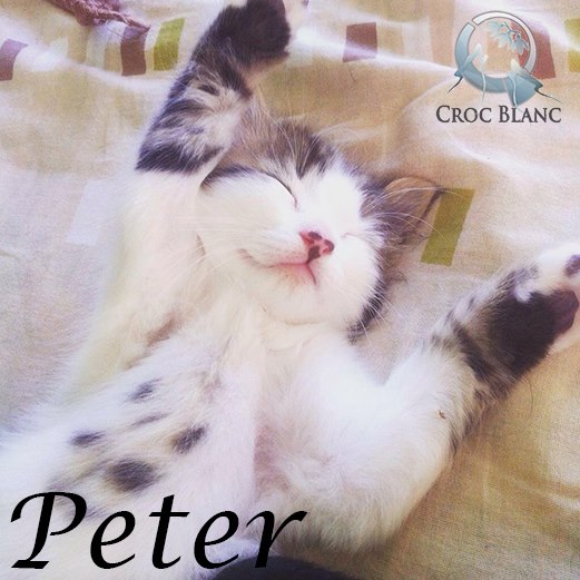 Peter né en avril 2015/ association CROC BLANC  Peter10