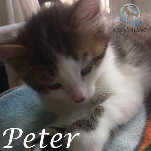 Peter né en avril 2015/ association CROC BLANC  Peter_12