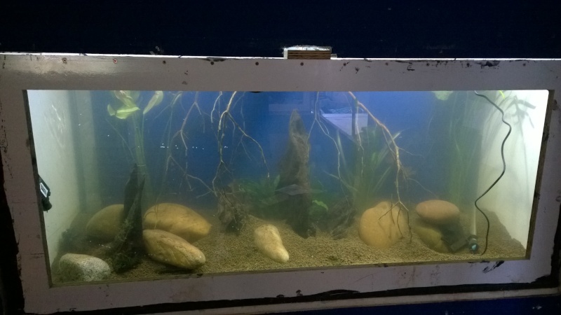 bac de l aquario club de thierville  Wp_20115