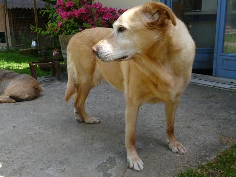 Lorie, Labrador sable, née en 2002, Tabanac 33 P1010111