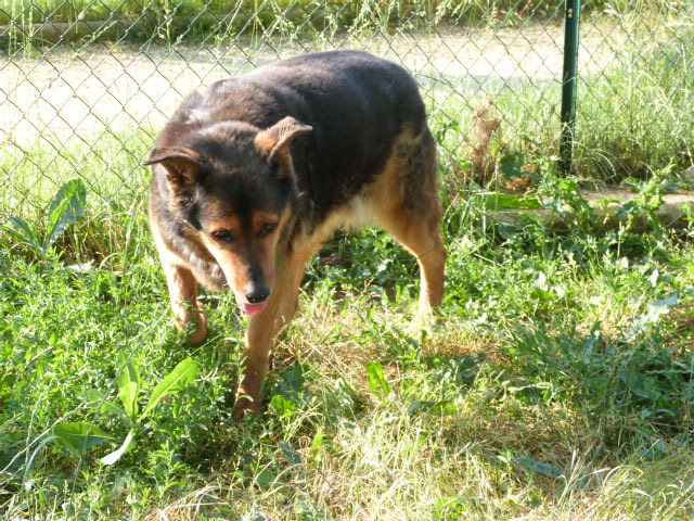 urgent - DIANE - x beauceron 13 ans (1 an de refuge)  - Spa de Poitiers (86) 5_r_di12